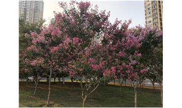 夏秋季節(jié)，錫城首次驚現(xiàn)紫薇花開美景